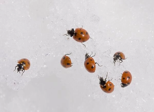 7-spot ladybirds gathered en masse in the snow at 2000 metres in the Middle Atlas Mountains, Morocco