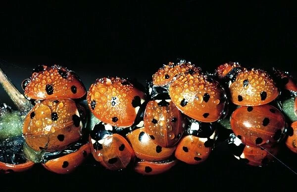 7 Spot Ladybirds - group cvovered in water drops - Autumn