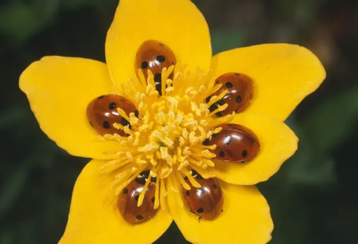 Framed Print : 7-spot Ladybirds - on Marsh Marigold UK Framed Print : 7-spot Ladybirds - on Marsh Marigold UK