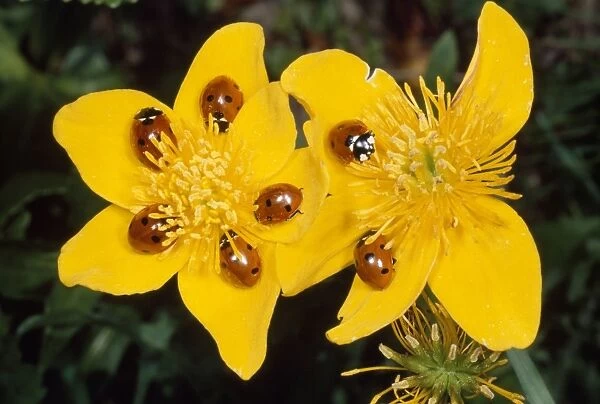 7-spot Ladybirds - on Marsh Marigold - UK also know as Coccinella septempunctata
