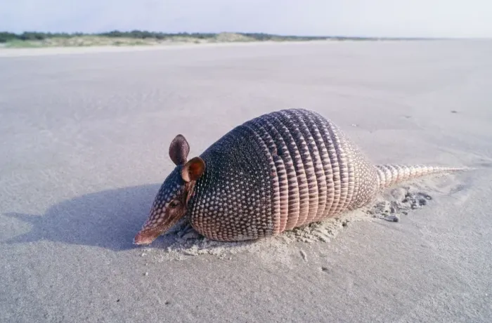 Framed Print : 9-banded Armadillo