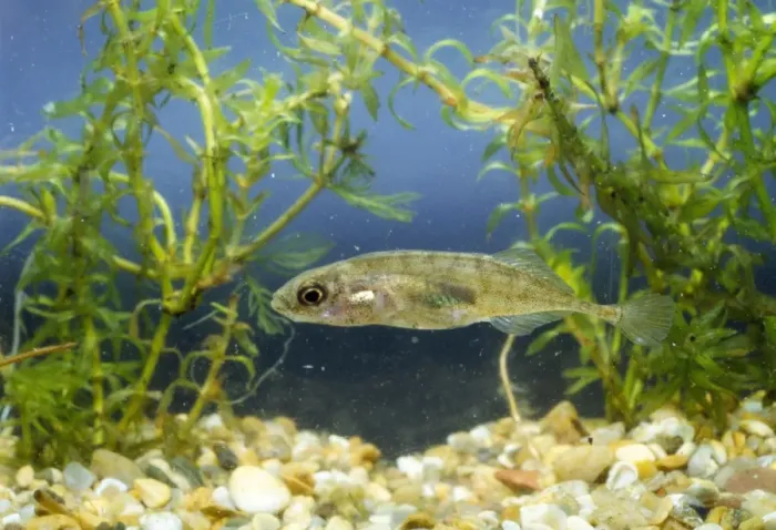 Framed Print : 9-spined Stickleback Framed Print : 9-spined Stickleback