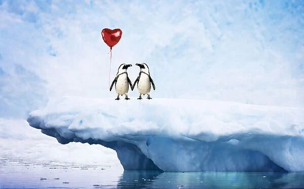 A-011-M. Jackass Penguins, on iceberg, holding hands