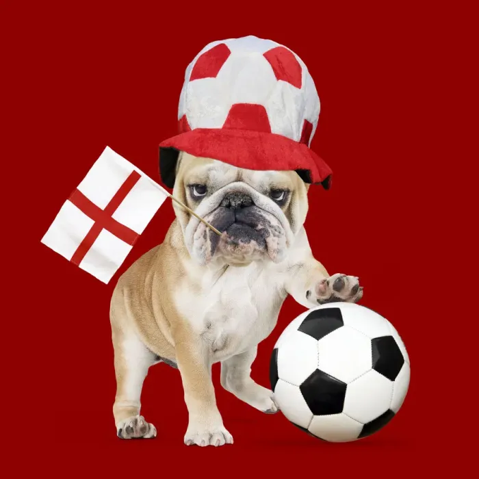 Framed Print : A-024-M. Bulldog - with football and England flag Date Framed Print : A-024-M. Bulldog - with football and England flag Date