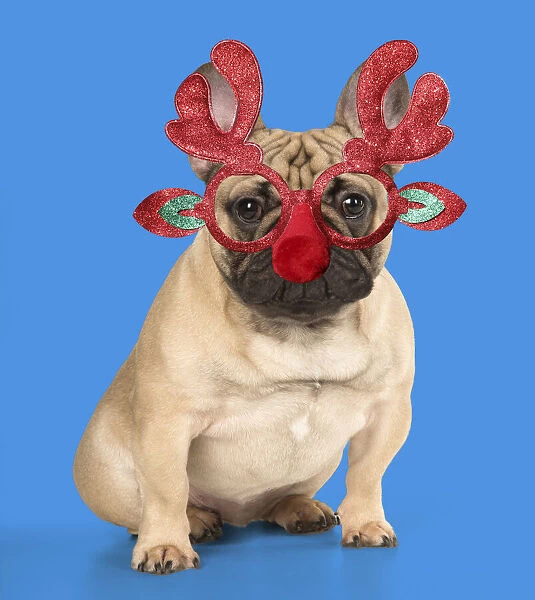 A20, 634. DOG. French Bulldog wearing Rudolph antler Christmas glasses Date: 18-Jan-18