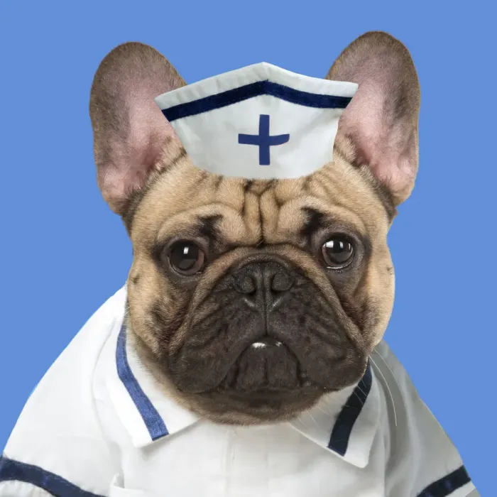 Framed Print : A20, 634. DOG. French Bulldog in studio wearing a nurse outfit DOG Framed Print : A20, 634. DOG. French Bulldog in studio wearing a nurse outfit DOG