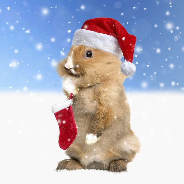 A20, 646. Rabbit wearing Christmas hat in winter snow scene Date