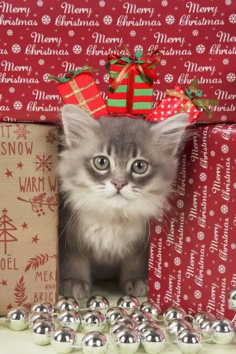 Framed Print : A20, 681. CAT. Tiffanie kitten( blue shaded ) in Christmas setting Date: 22-Jan-18 Framed Print : A20, 681. CAT. Tiffanie kitten( blue shaded ) in Christmas setting Date: 22-Jan-18
