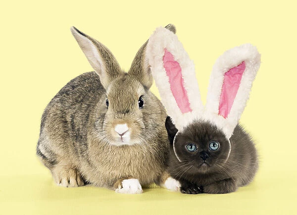 A21, 066. Rabbit, Pet rabbit ( agouti ) with asian kitten 