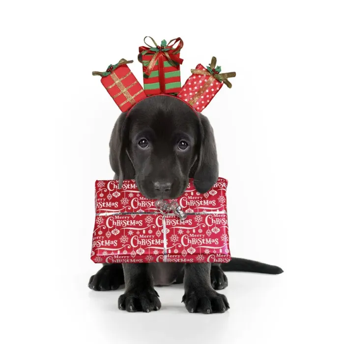 Framed Print : A21, 272. Black Labarador Dog, puppy sitting, carrying Christmas present Date: 13-Mar-18 Framed Print : A21, 272. Black Labarador Dog, puppy sitting, carrying Christmas present Date: 13-Mar-18