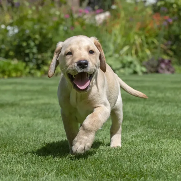 Framed Print : A21, 996. DOG. Yellow Labarador puppy (8 weeks old ) running in a garden Date Framed Print : A21, 996. DOG. Yellow Labarador puppy (8 weeks old ) running in a garden Date