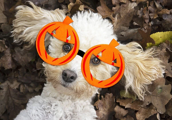 A22, 113. DOG, Cavapoo laying in autumn leaves wearing Halloween pumpkin glasses Date