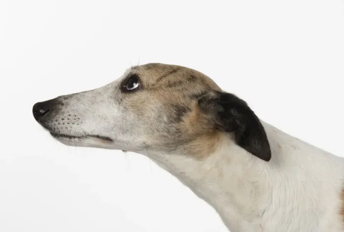 Framed Print : A22, 280. DOG. Whippet, head shot, studio on white Date: 12-Feb-19 Framed Print : A22, 280. DOG. Whippet, head shot, studio on white Date: 12-Feb-19