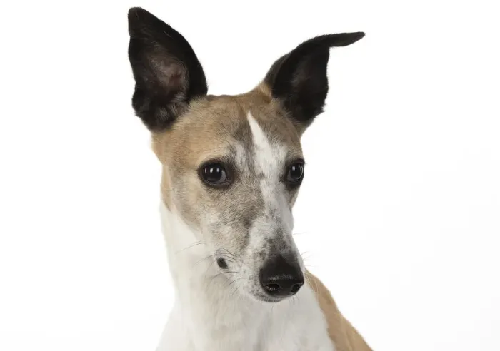 Framed Print : A22, 281. DOG. Whippet, head shot, studio on white Date: 12-Feb-19 Framed Print : A22, 281. DOG. Whippet, head shot, studio on white Date: 12-Feb-19