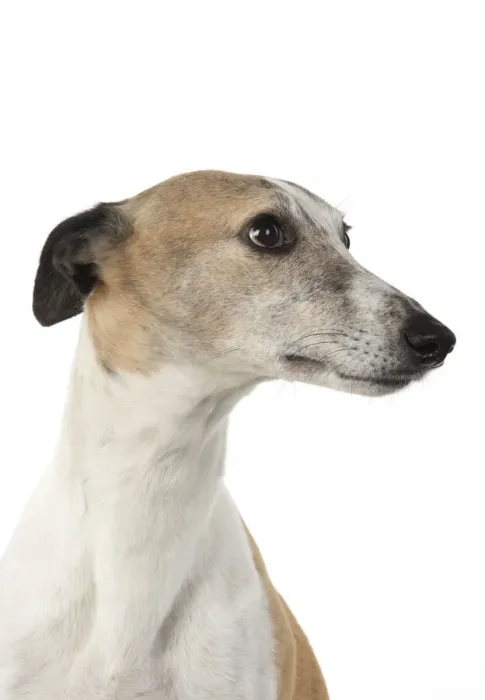 Framed Print : A22, 282. DOG. Whippet, head shot, studio on white Date: 12-Feb-19 Framed Print : A22, 282. DOG. Whippet, head shot, studio on white Date: 12-Feb-19