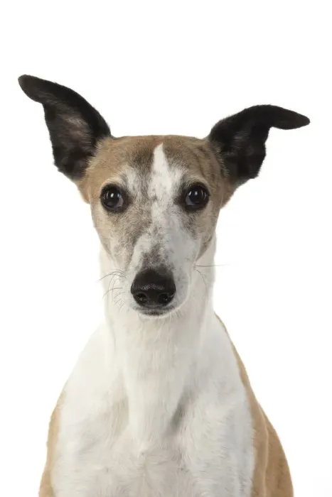 Framed Print : A22, 283. DOG. Whippet, head shot, studio on white Date: 12-Feb-19