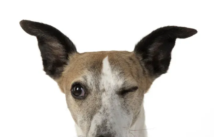 Framed Print : A22, 284. DOG. Whippet, head shot, winking, studio on white Date: 12-Feb-19 Framed Print : A22, 284. DOG. Whippet, head shot, winking, studio on white Date: 12-Feb-19