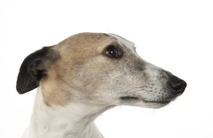 Framed Print : A22, 285. DOG. Whippet, haed shot, studio on white Date: 12-Feb-19 Framed Print : A22, 285. DOG. Whippet, haed shot, studio on white Date: 12-Feb-19