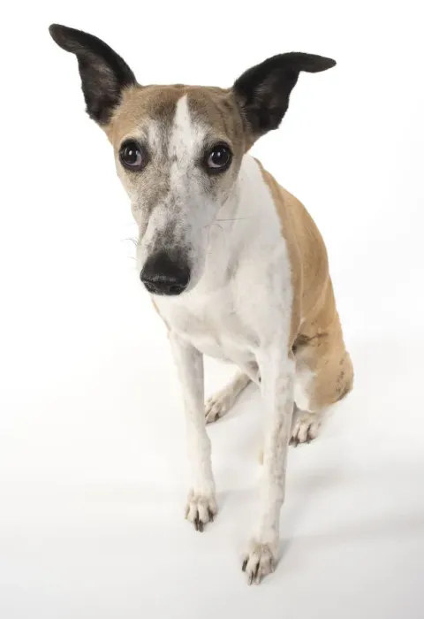 Framed Print : A22, 286. DOPG. Whippet, sitting, studio on white Date: 12-Feb-19 Framed Print : A22, 286. DOPG. Whippet, sitting, studio on white Date: 12-Feb-19