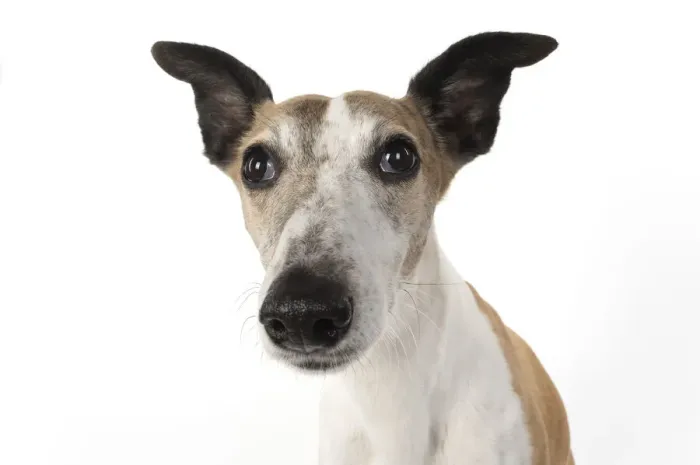 Framed Print : A22, 287. DOG, Whippet, haed shot, studio on white Date: 12-Feb-19 Framed Print : A22, 287. DOG, Whippet, haed shot, studio on white Date: 12-Feb-19
