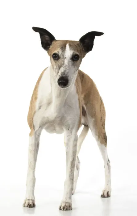 Framed Print : A22, 289. DOG. Whippet, standing, studio on white Date: 12-Feb-19 Framed Print : A22, 289. DOG. Whippet, standing, studio on white Date: 12-Feb-19