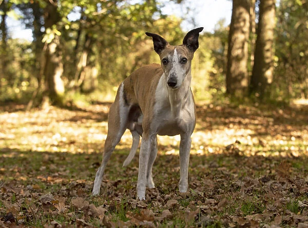 A22, 291. DOG. Whippet, in autumn setting Date: 12-Feb-19