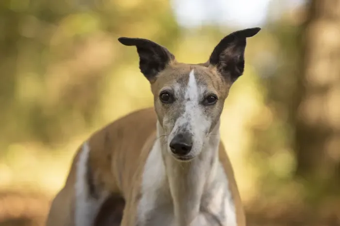Framed Print : A22, 292. DOG. Whippet, in autumn setting Date: 12-Feb-19 Framed Print : A22, 292. DOG. Whippet, in autumn setting Date: 12-Feb-19