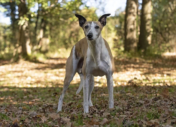 A22, 294. DOG. Whippet, in autumn setting Date: 12-Feb-19
