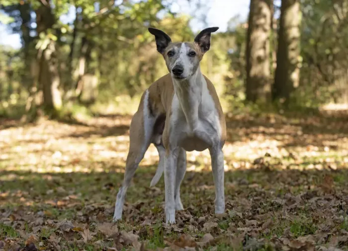 Framed Print : A22, 294. DOG. Whippet, in autumn setting Date: 12-Feb-19 Framed Print : A22, 294. DOG. Whippet, in autumn setting Date: 12-Feb-19