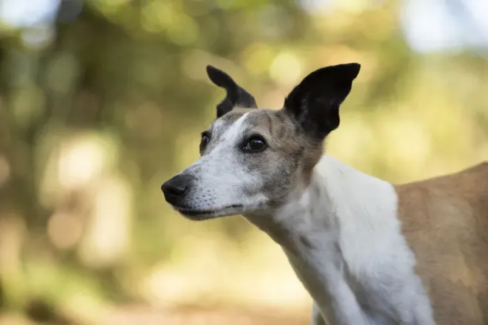 Framed Print : A22, 297. DOG. Whippet, in autumn setting Date: 12-Feb-19 Framed Print : A22, 297. DOG. Whippet, in autumn setting Date: 12-Feb-19