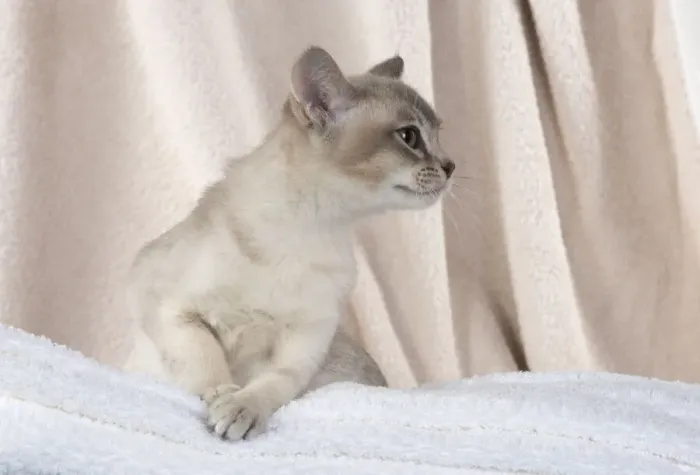 Framed Print : A22, 534. CAT, Burmilla, cinnamon in coloured towels Date: 25-Mar-19 Framed Print : A22, 534. CAT, Burmilla, cinnamon in coloured towels Date: 25-Mar-19