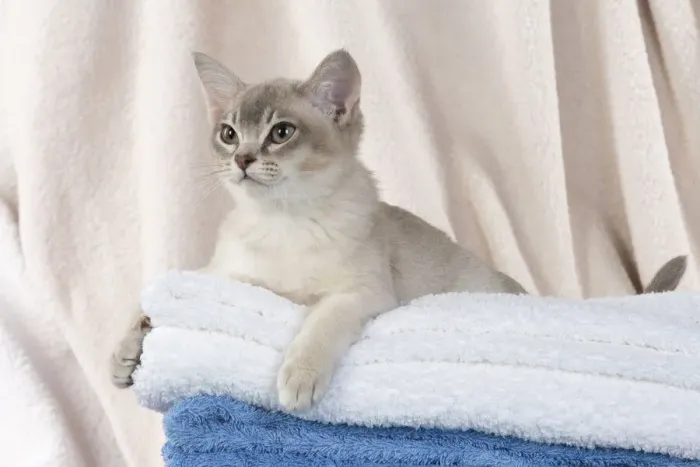 Framed Print : A22, 535. CAT, Burmilla, cinnamon in coloured towels Date: 25-Mar-19 Framed Print : A22, 535. CAT, Burmilla, cinnamon in coloured towels Date: 25-Mar-19