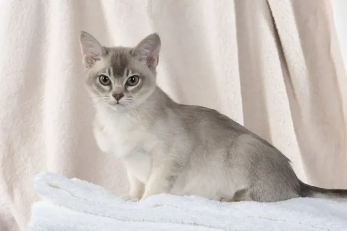 Framed Print : A22, 536. CAT, Burmilla, cinnamon in coloured towels Date: 25-Mar-19 Framed Print : A22, 536. CAT, Burmilla, cinnamon in coloured towels Date: 25-Mar-19