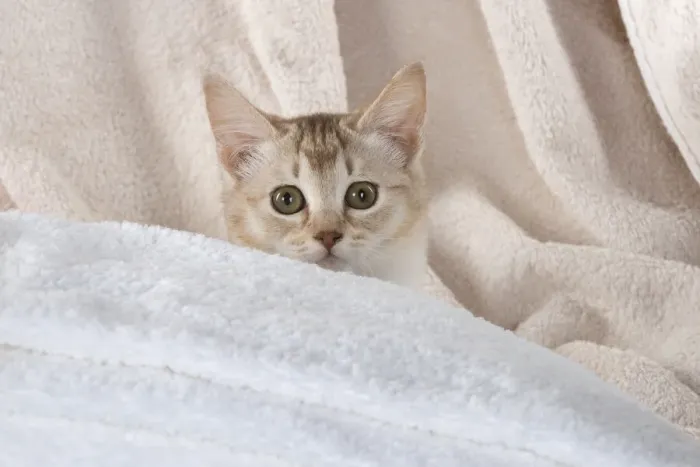 Framed Print : A22, 546. CAT.Caramel silver Burmilla in coloured towels Date: 25-Mar-19 Framed Print : A22, 546. CAT.Caramel silver Burmilla in coloured towels Date: 25-Mar-19