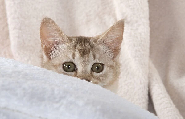 A22, 548. CAT.Caramel silver Burmilla in coloured towels Date: 25-Mar-19