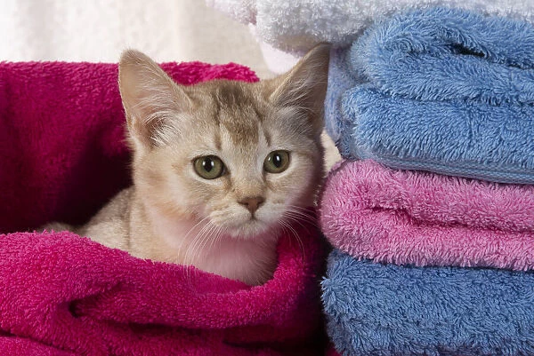 A22, 559. CAT.Caramel silver Burmilla in coloured towels Date: 25-Mar-19