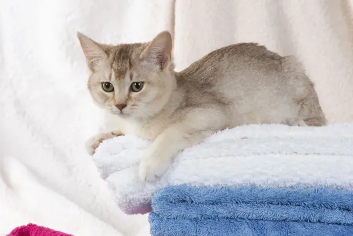 Framed Print : A22, 560. CAT.Caramel silver Burmilla in coloured towels Date: 25-Mar-19 Framed Print : A22, 560. CAT.Caramel silver Burmilla in coloured towels Date: 25-Mar-19