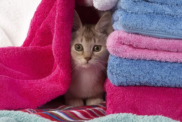 A22, 564. CAT.Caramel silver Burmilla in coloured towels Date: 25-Mar-19