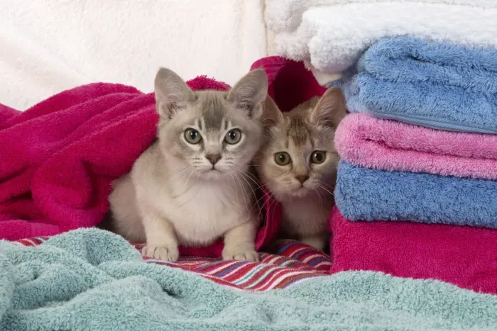 Framed Print : A22, 565. CATs. Burmilla, caramel silver and cinnamon silver, in coloured towels Date Framed Print : A22, 565. CATs. Burmilla, caramel silver and cinnamon silver, in coloured towels Date
