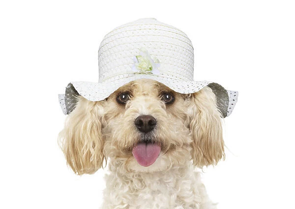 A22, 574. Cavapoo Dog, wearing a hat Date: 25-Mar-19