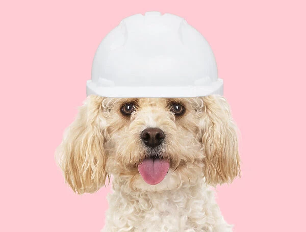 A22, 574. Cavapoo Dog, wearing builder hat Date