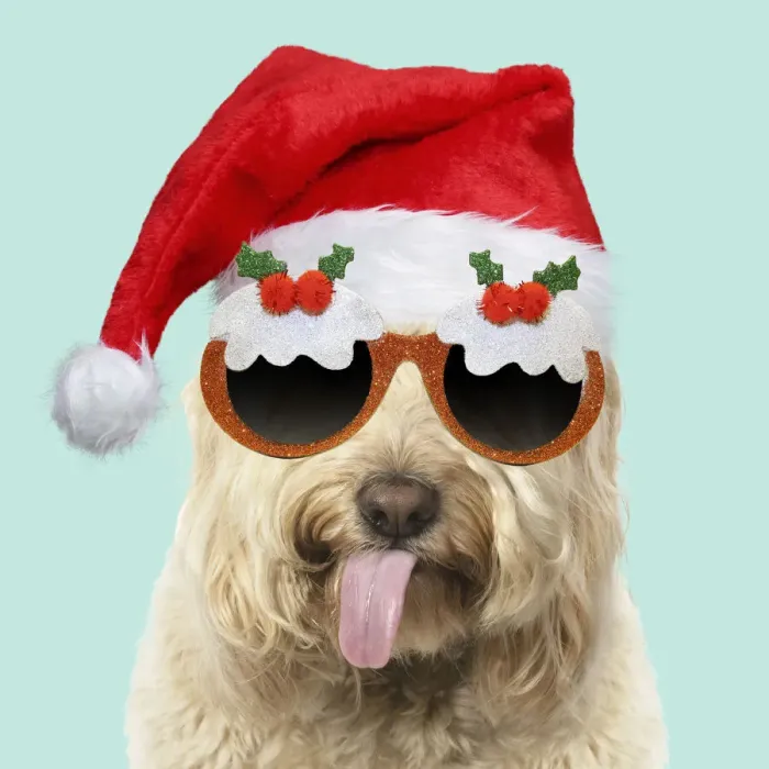 Framed Print : A23, 064. Cockerpoo Dog, mouth open, showing tongue wearing Christmas hat and glasses Date Framed Print : A23, 064. Cockerpoo Dog, mouth open, showing tongue wearing Christmas hat and glasses Date