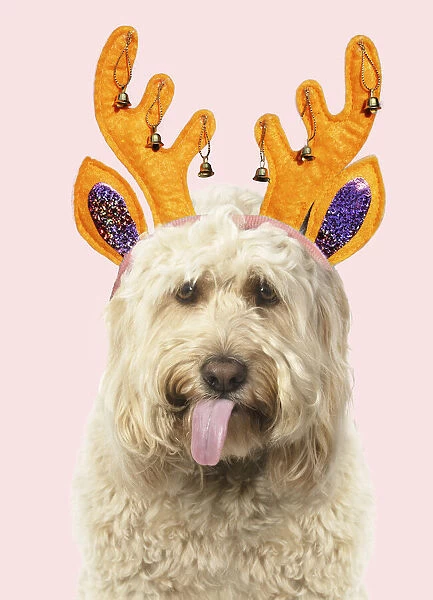 A23, 064. Cockerpoo Dog, mouth open, showing tongue wearing Christmas antler headband Date