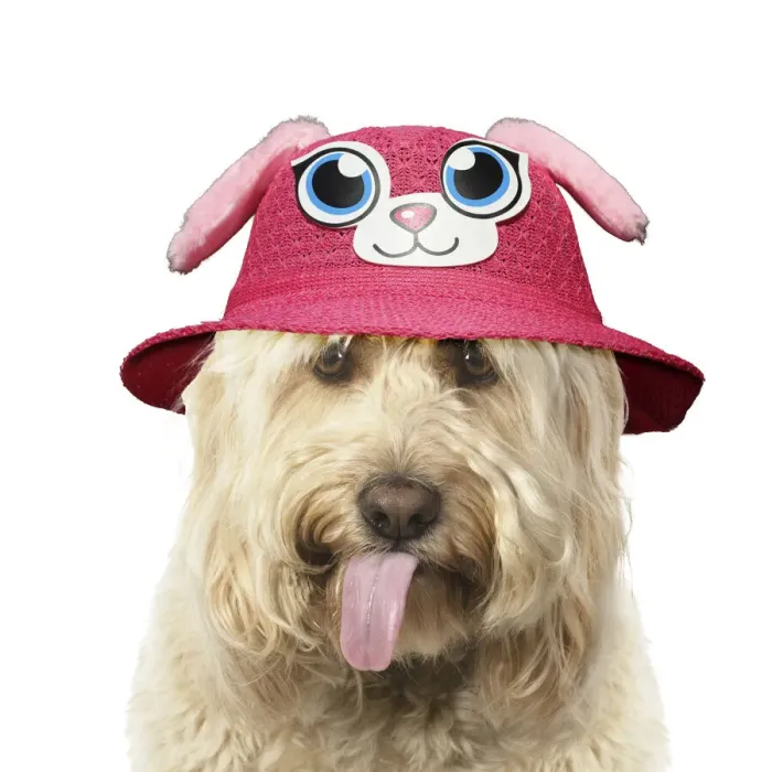Framed Print : A23, 064. Cockerpoo Dog, mouth open showing tongue and wearing hat Date: 30-Oct-19 Framed Print : A23, 064. Cockerpoo Dog, mouth open showing tongue and wearing hat Date: 30-Oct-19