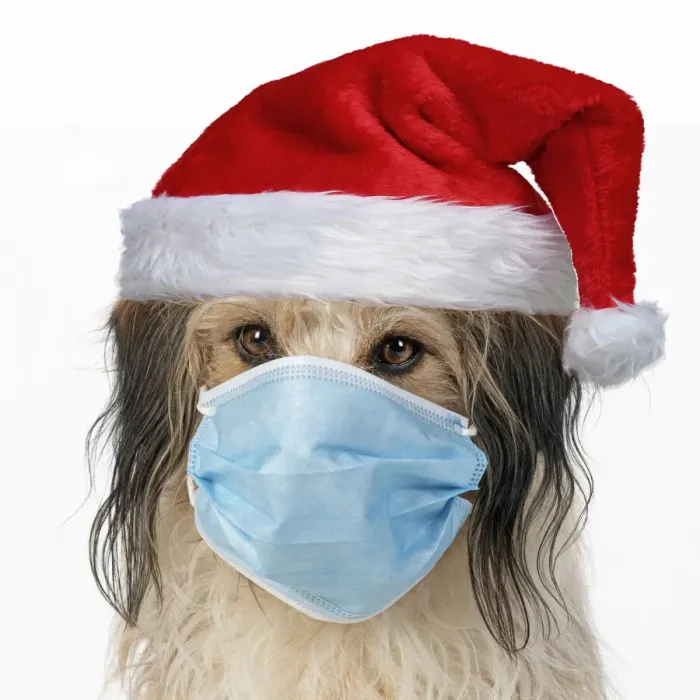Framed Print : A24, 291. DOG. hairy cross breed, wearing a face mask and a Christmas hat DOG Framed Print : A24, 291. DOG. hairy cross breed, wearing a face mask and a Christmas hat DOG