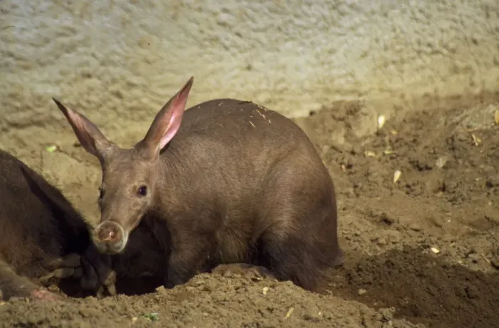 Framed Print : Aardvark - in sand wallow Africa Framed Print : Aardvark - in sand wallow Africa