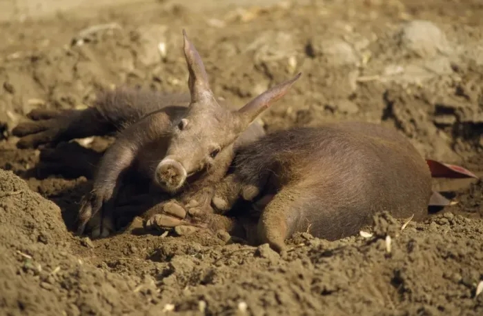 Framed Print : Aardvark - young & mother in sand wallow Africa