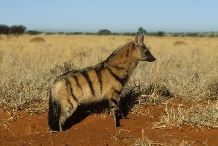 Framed Print : Aardwolf Side view, South Africa Framed Print : Aardwolf Side view, South Africa