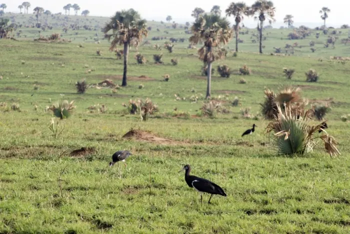 Framed Print : Abdim's Stork - feeding in field - Murchison Falls National Park - Uganda - Africa - On migration February Framed Print : Abdim's Stork - feeding in field - Murchison Falls National Park - Uganda - Africa - On migration February