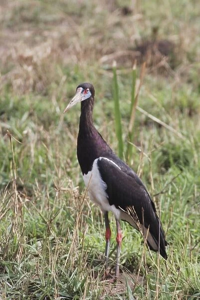 Abdim's Stork - in field - Murchison Falls National Park - Uganda - Africa - On migration February